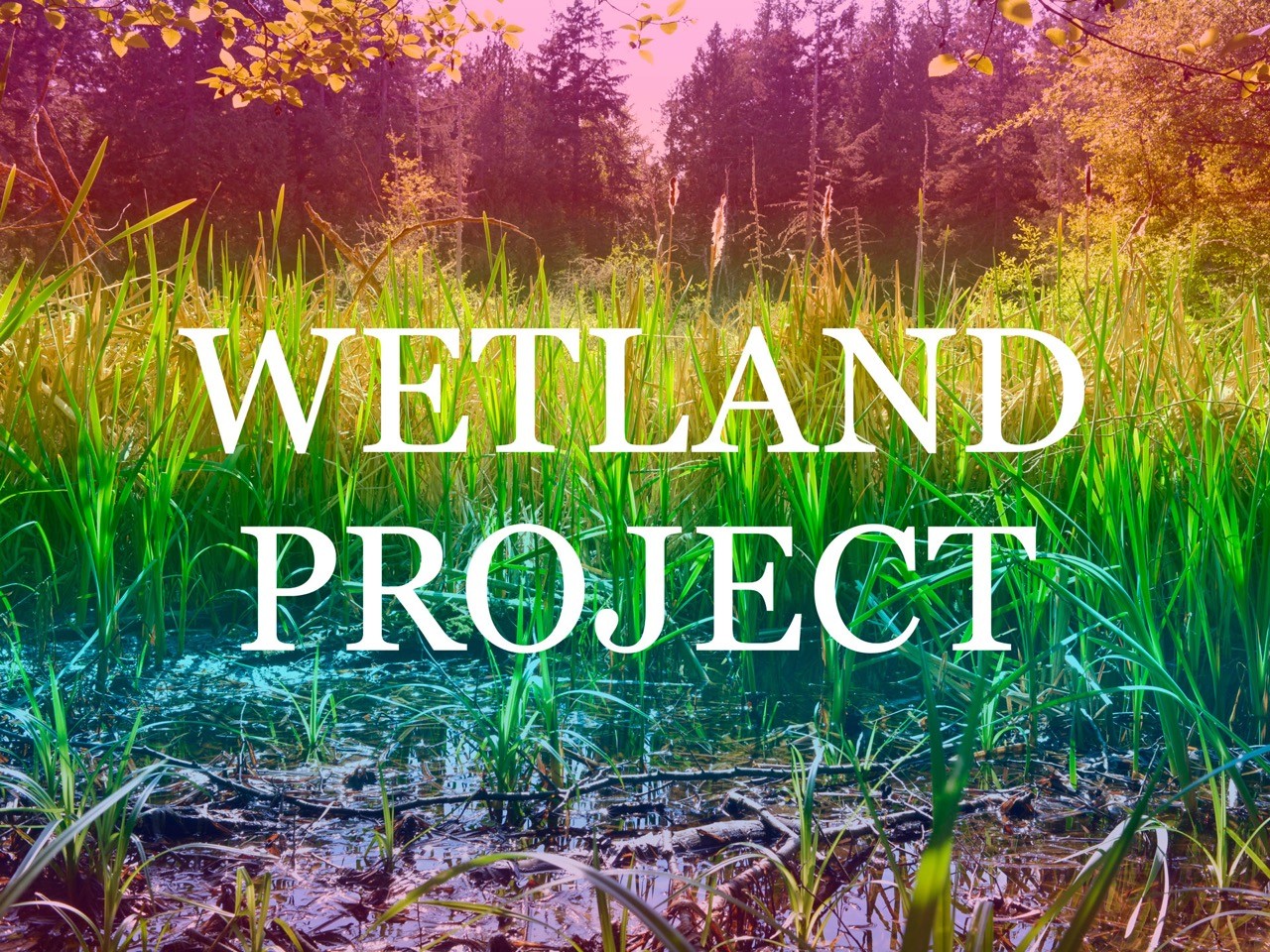 Featured Image for Wetland Project courtesy of   | CJRU