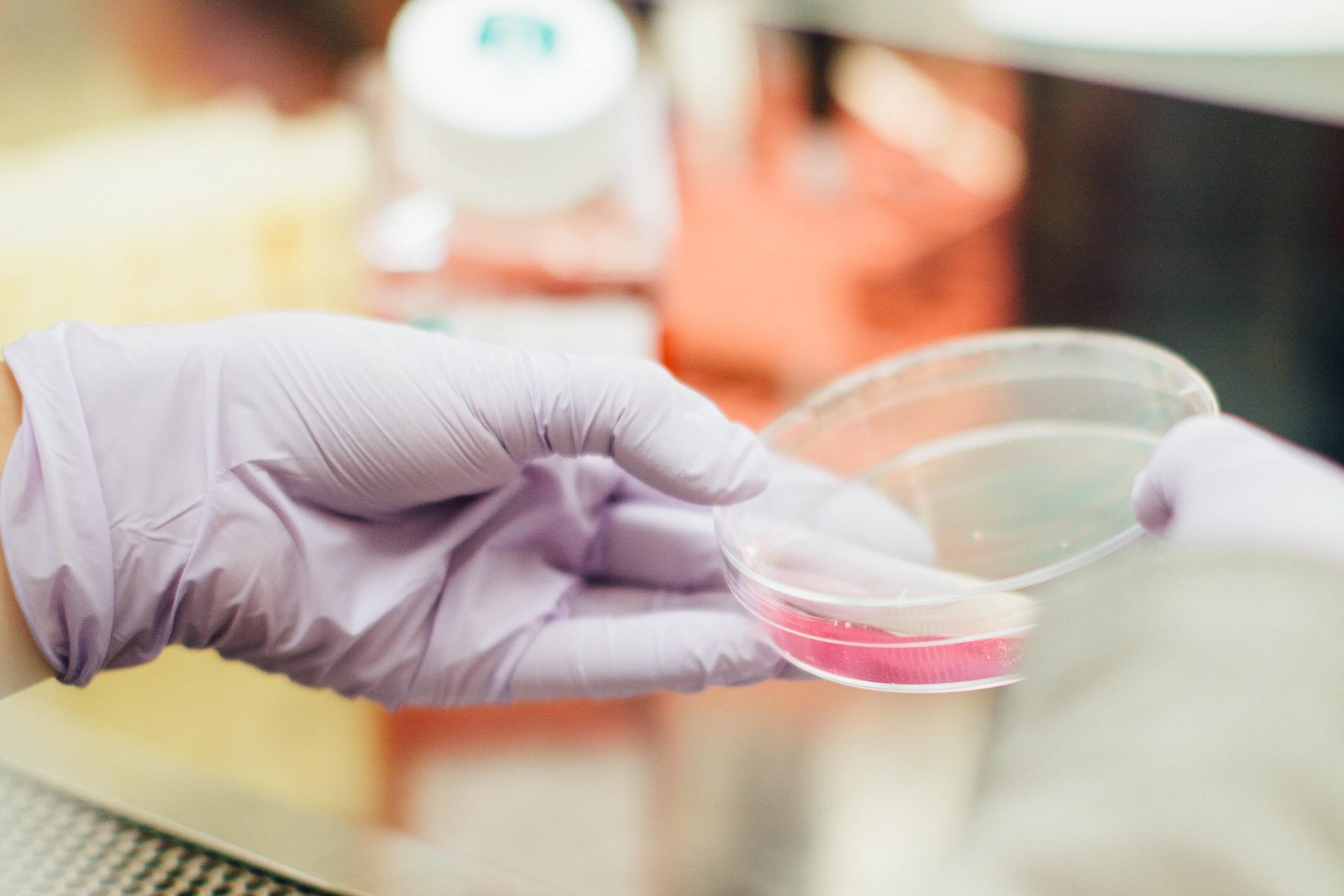 The true cost of egg donation. medical professional wearing lilac glove and holding petri dish